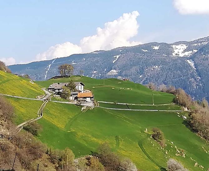 Nasza hodowla mniszka lekarskiego na przelomie kwietnia i maja