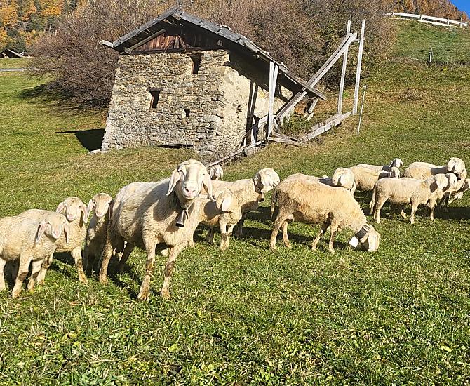 Owce jesienią wracają do domu