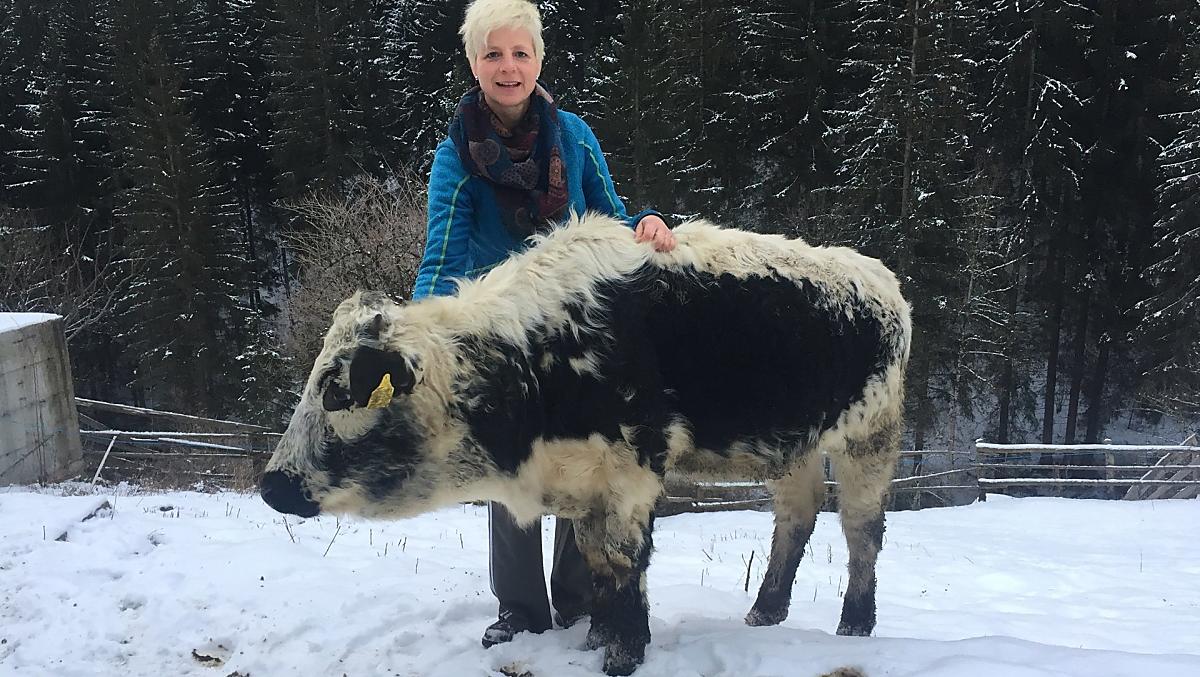 Pusterer Sprinze bydlo