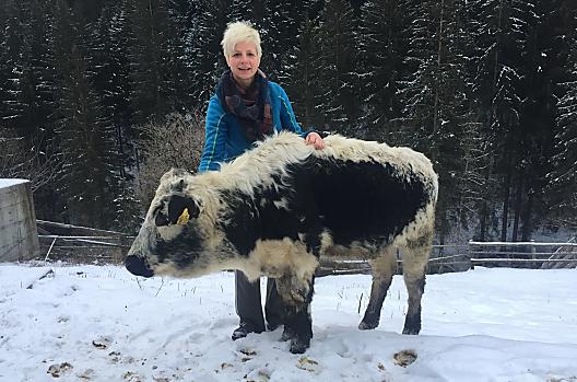 Pusterer Sprinze bydlo