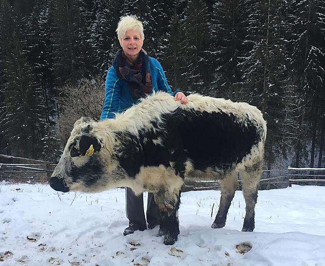 Pusterer Sprinze bydlo