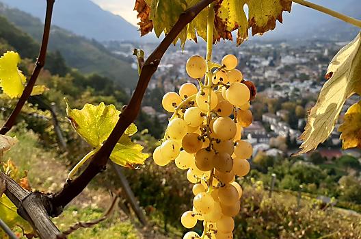 Winogrona Goldmuskateller są zbierane jako ostatnie.