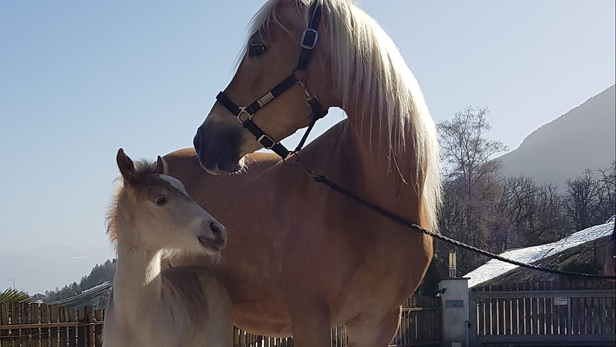 Poniewaz prowadzimy mala stajnie hodowlana haflingerów, prawie co roku w gospodarstwie rodza sie zrebaki.