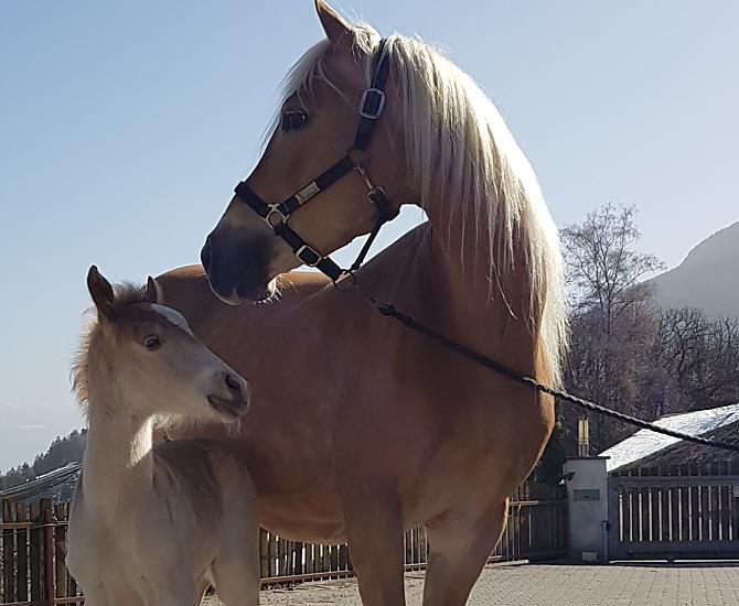 Poniewaz prowadzimy mala stajnie hodowlana haflingerów, prawie co roku w gospodarstwie rodza sie zrebaki.