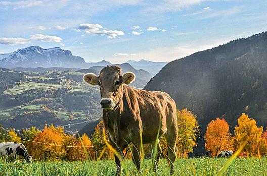 Telfnerhof - list Photo