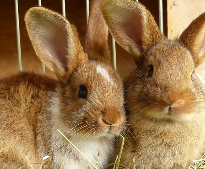 Dla dzieci przygotowano zoo z królikami i świnkami morskimi.