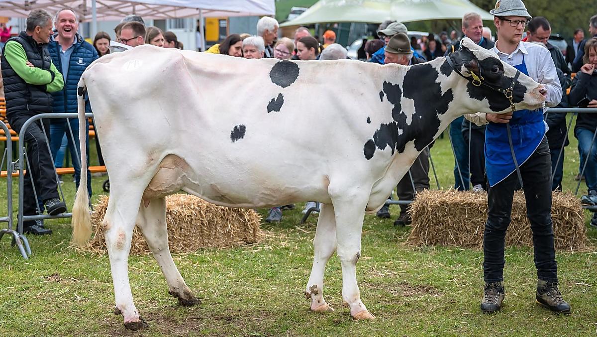 Na wystawie zwierząt w Hafling 2024