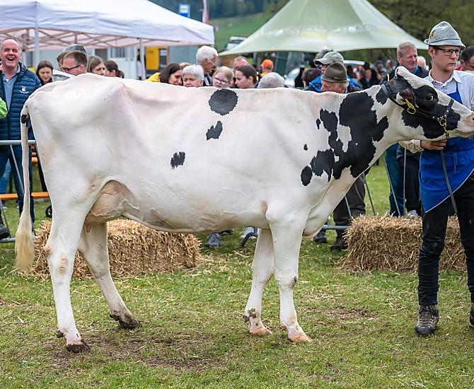 Na wystawie zwierząt w Hafling 2024