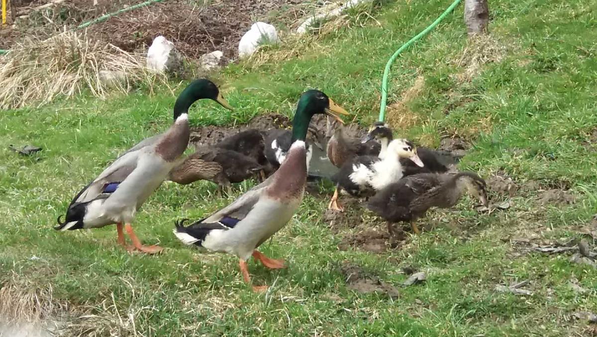 Nasze kaczki