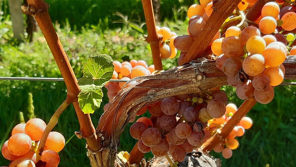 Nasz Gewürztraminer