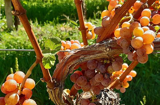 Nasz Gewürztraminer