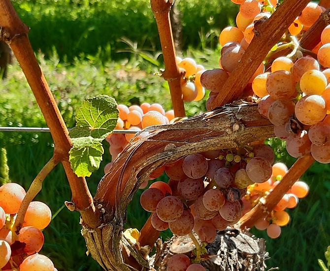 Nasz Gewürztraminer