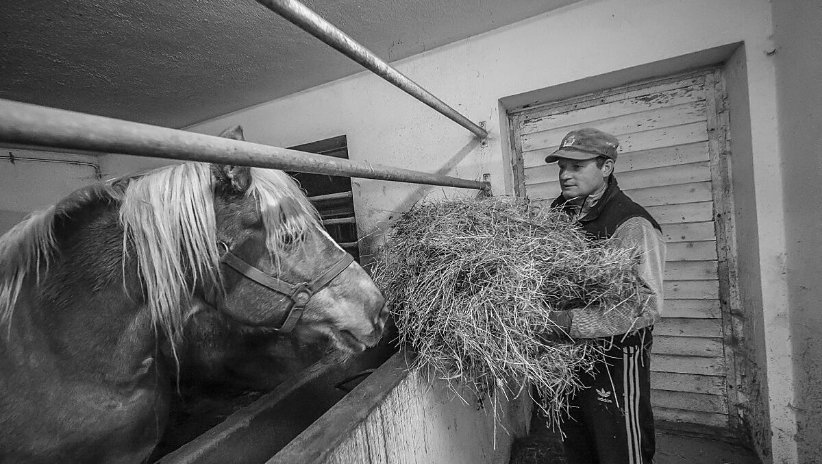 Bosc da Plan - Galeria zdjęć Photo