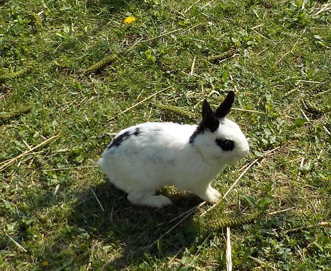 Bialy królik