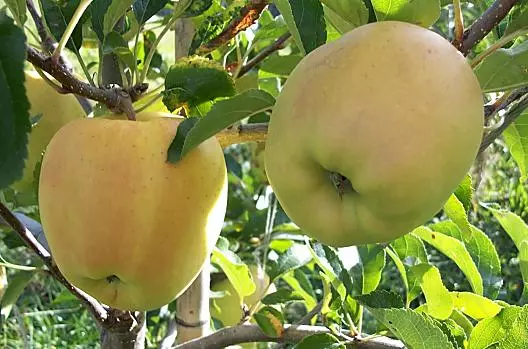Golden Delicious