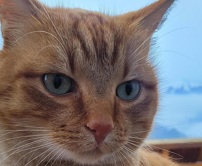 Nasz domowy kot Findus