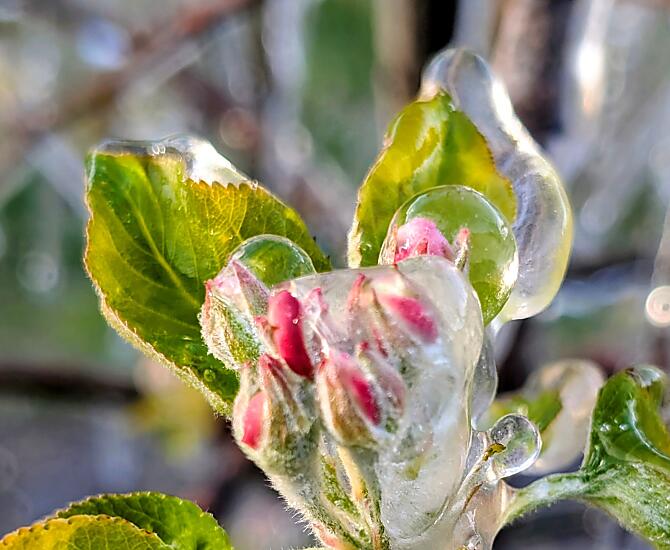 Wenn Frostnächte sind, wird beregnet, damit die Blüten geschützt werden, wo im Sommer die Äpfel heranreifen.