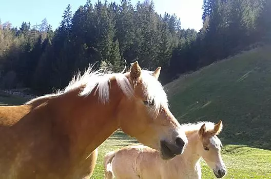 Parseidhof - Lista Photo